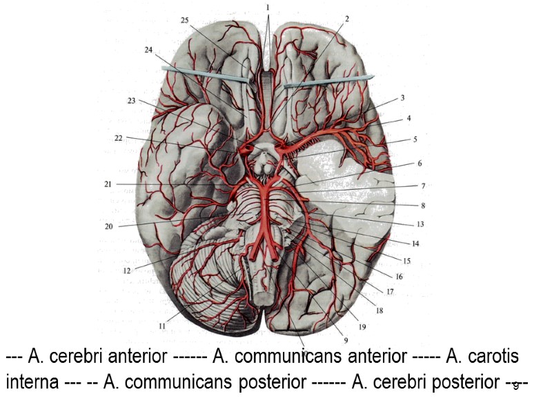 9 --- А. cerebri anterior ------ А. communicans anterior ----- А. carotis interna ---